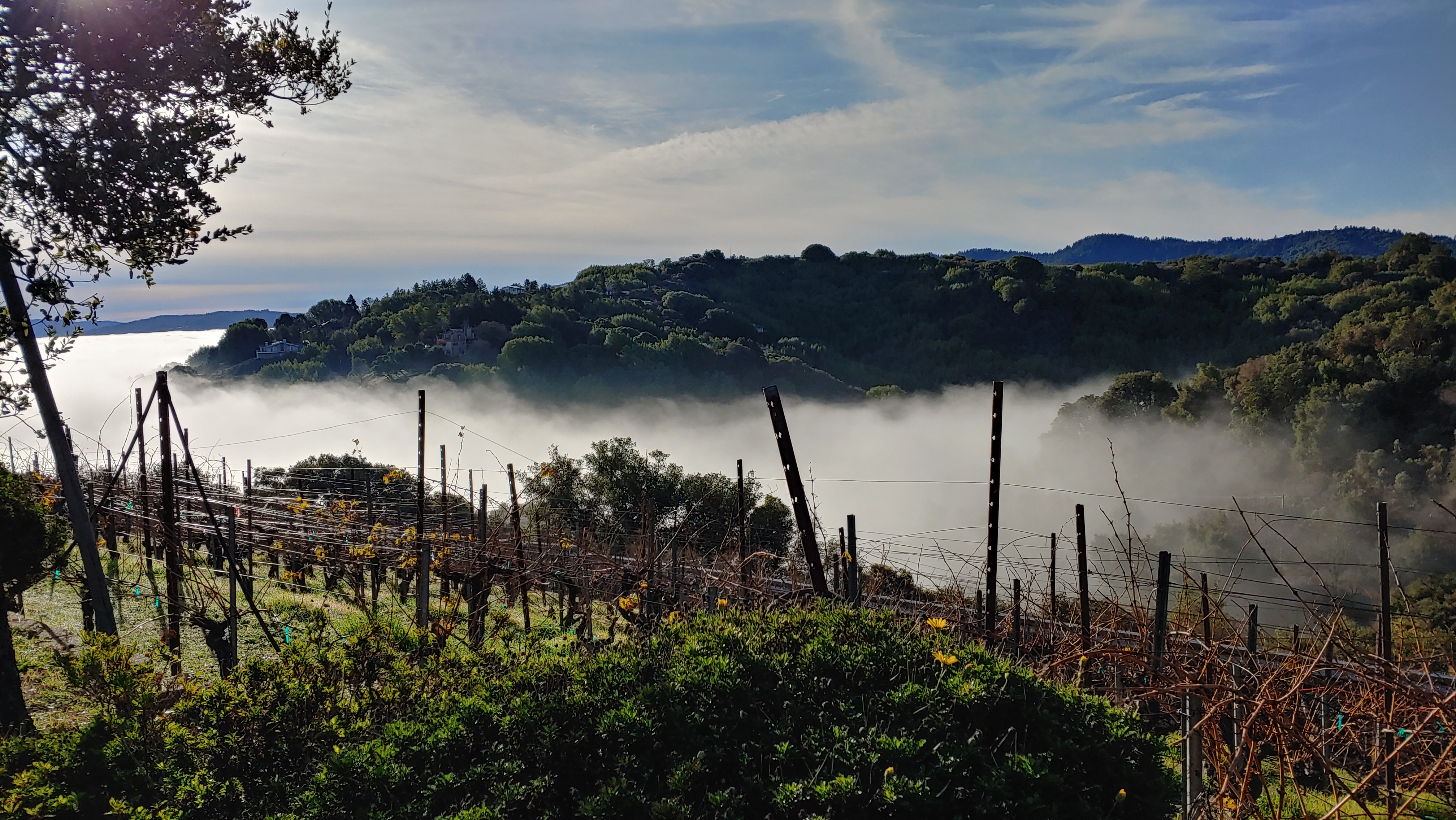 Foggy Morning