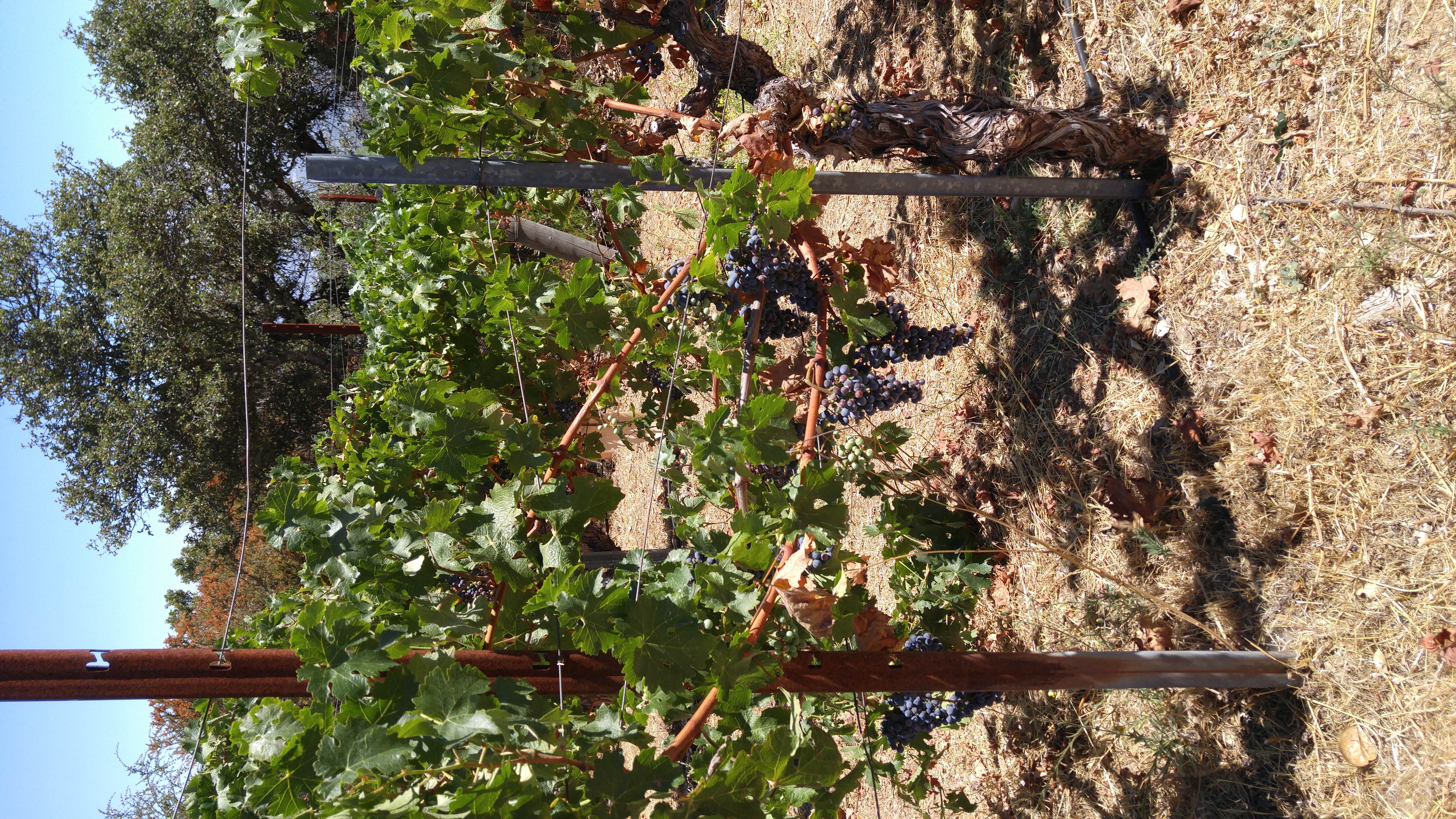 Ripe Grapes
