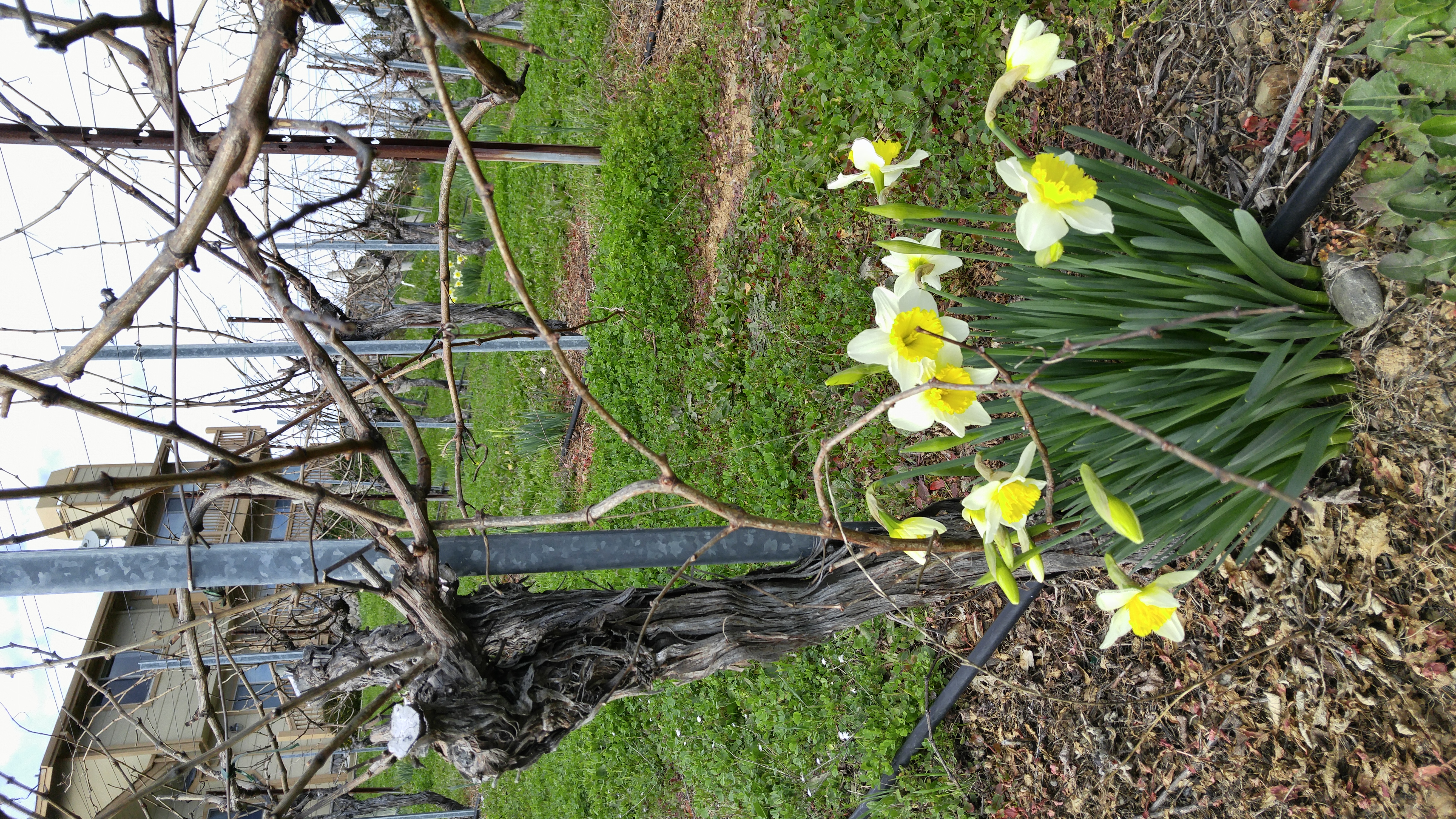Spring Daffodils